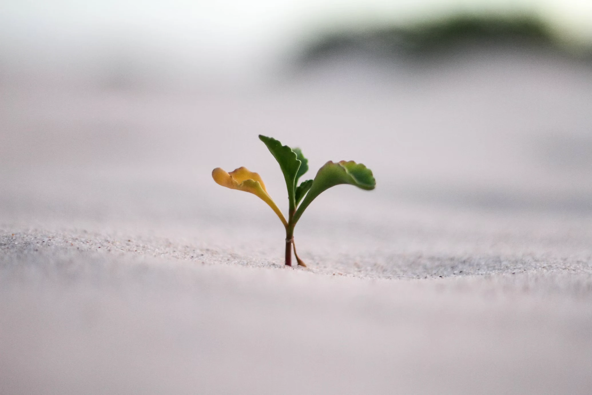 Growth Hacking Lessons for IT Companies: How to Quickly Scale Your Product with Minimal Costs